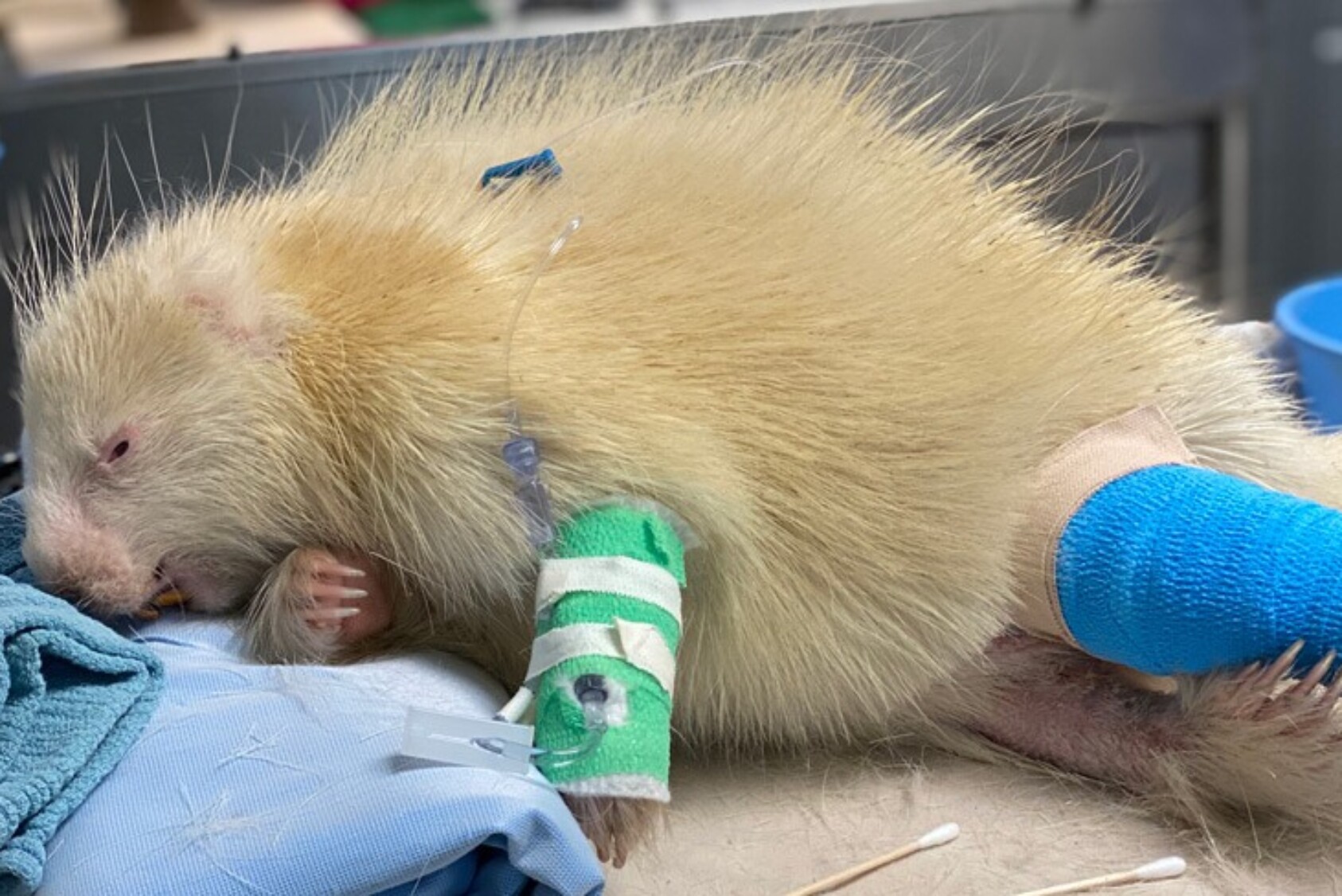 The porcupine was critically ill when it arrived at the hospital, requiring intravenous fluids and antibiotics.