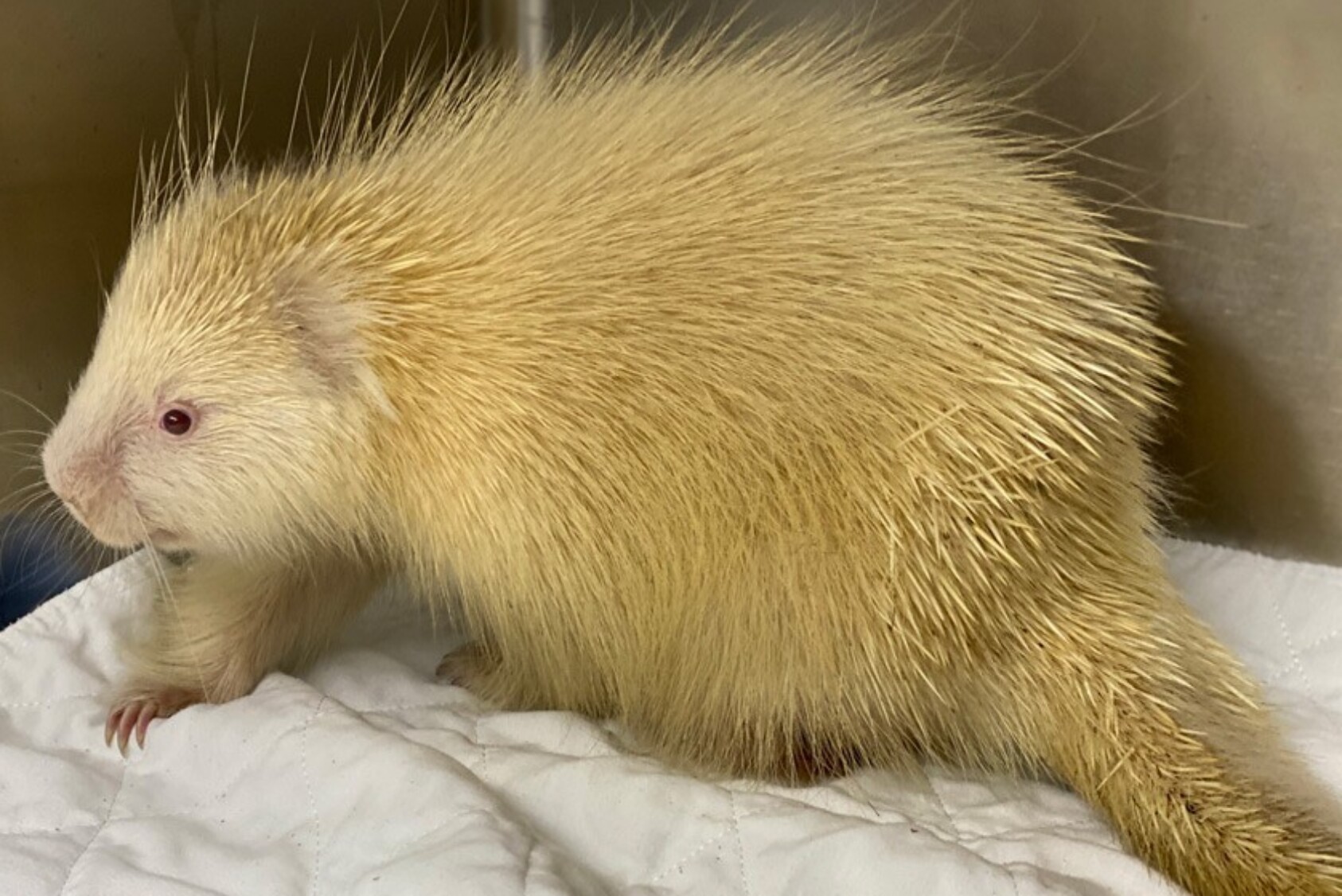 After treatment and surgery, the porcupine made a rapid recovery.