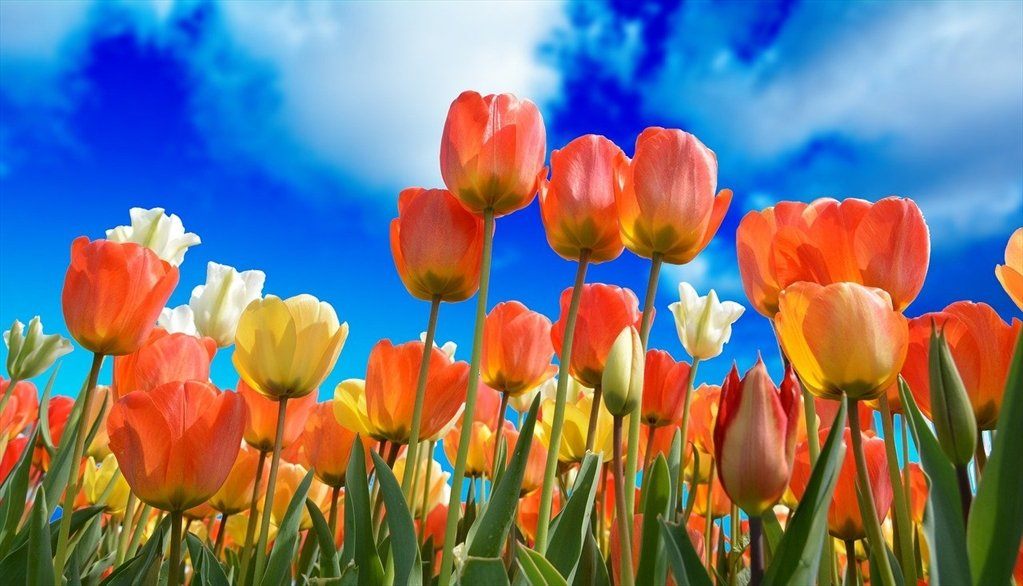 tulips under a bright blue sky