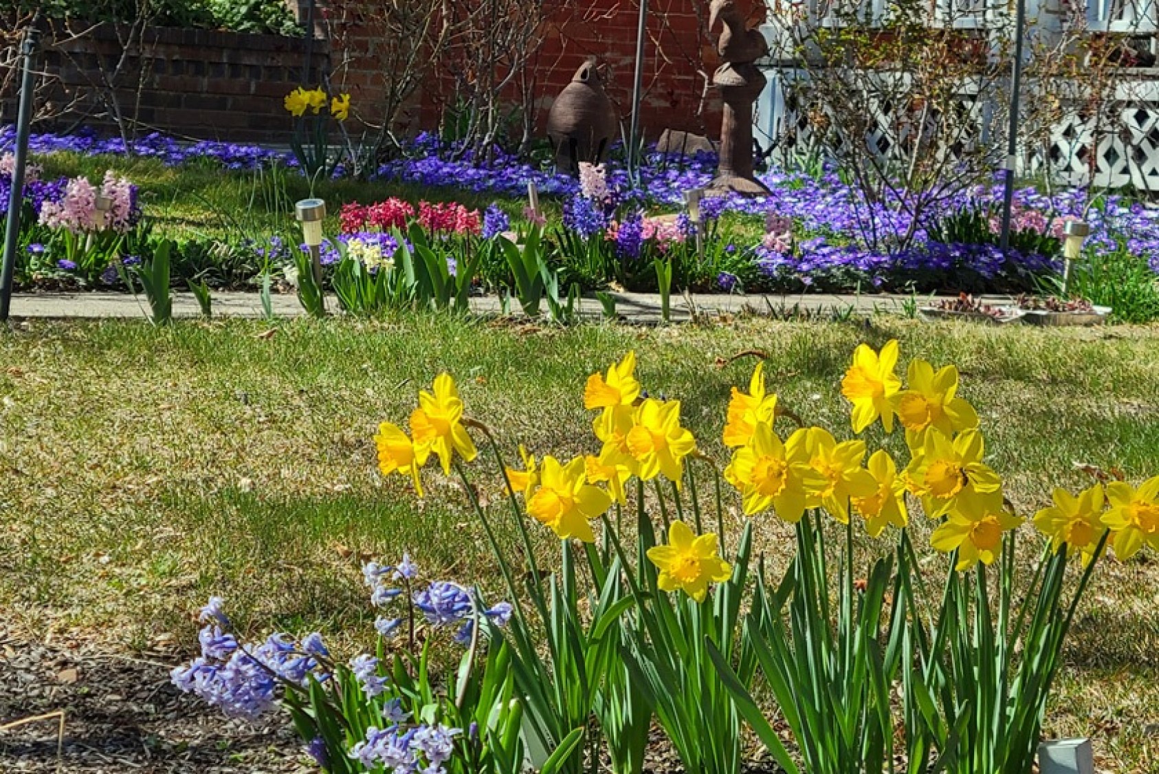 Daffodils brighten the yard even on a cloudy day.