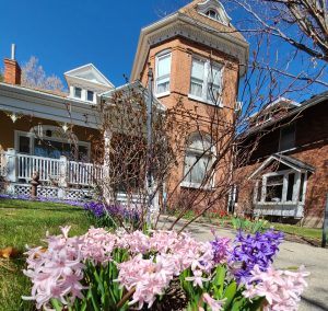 Carolyn’s house and garden. “I only wish I could send the scent of the hyacinths!” she says.