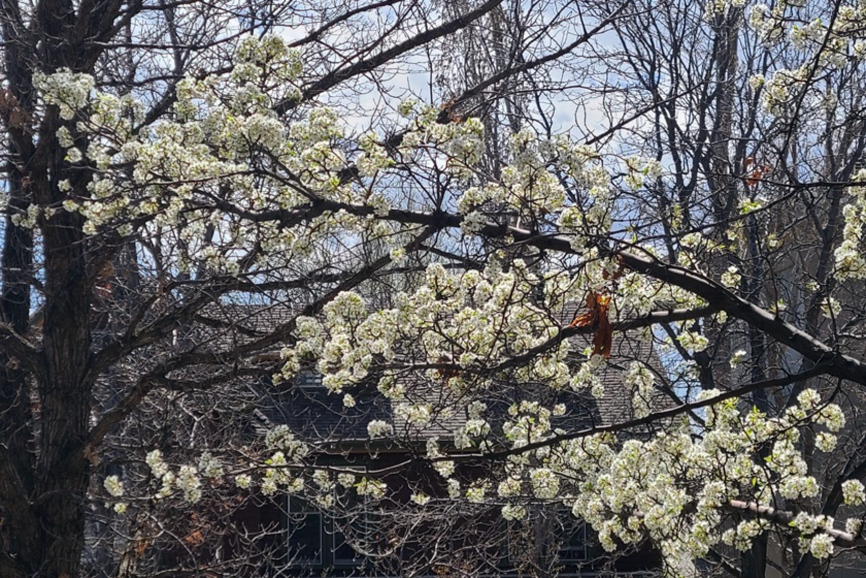 The ornamental pea tree is in bloom.