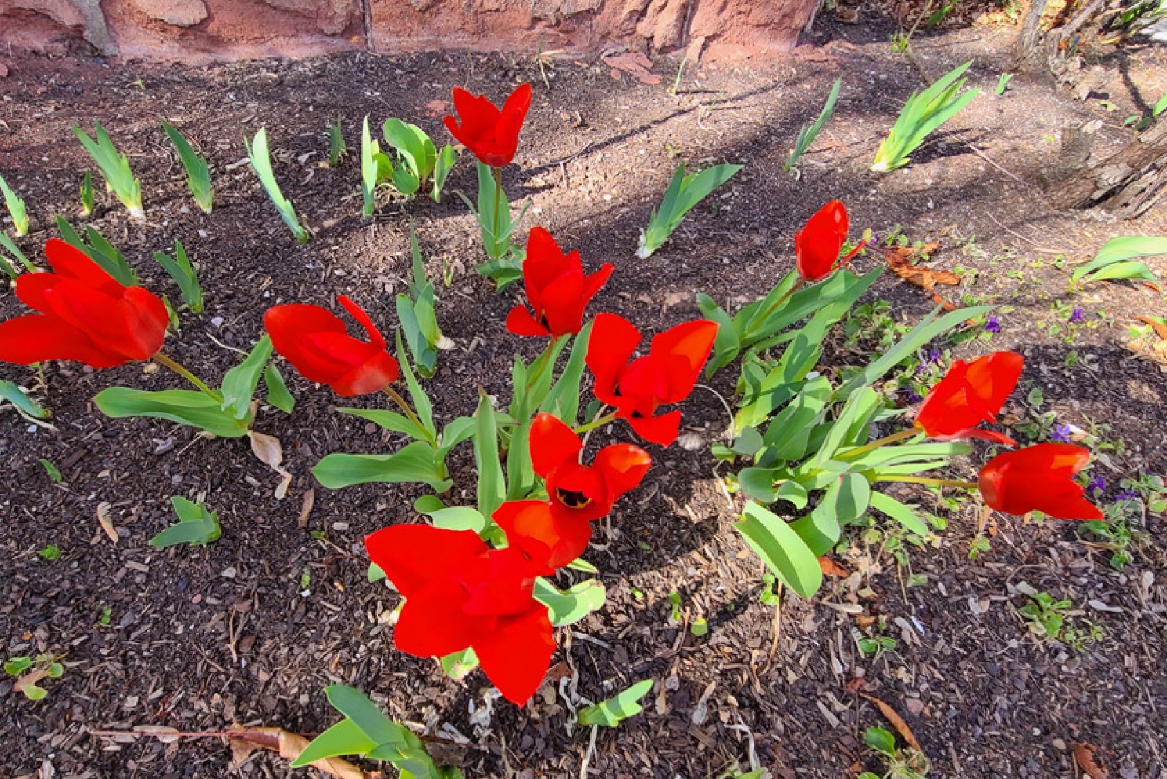 Early red tulips add glamour.
