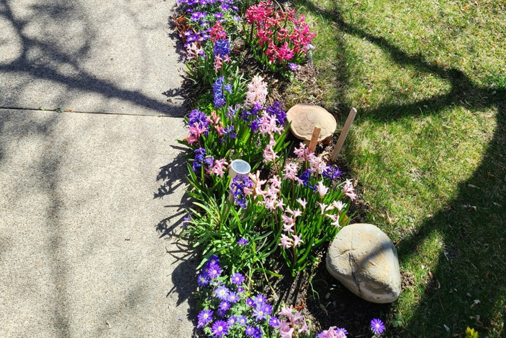 Wild violets and grape hyacinths try to take over.