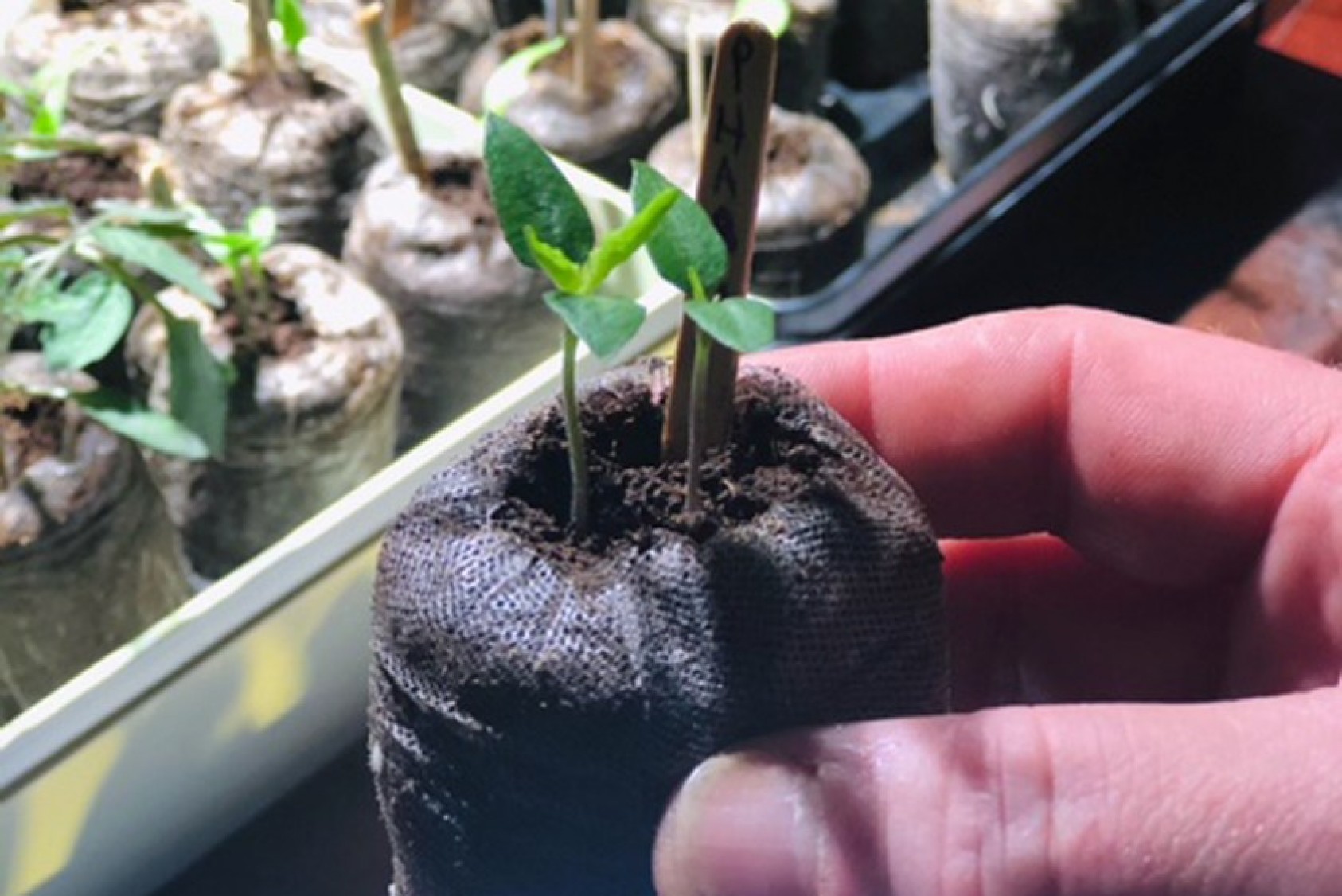 Habanada pepper seedlings developed by Michael Mazourek, PhD ’08