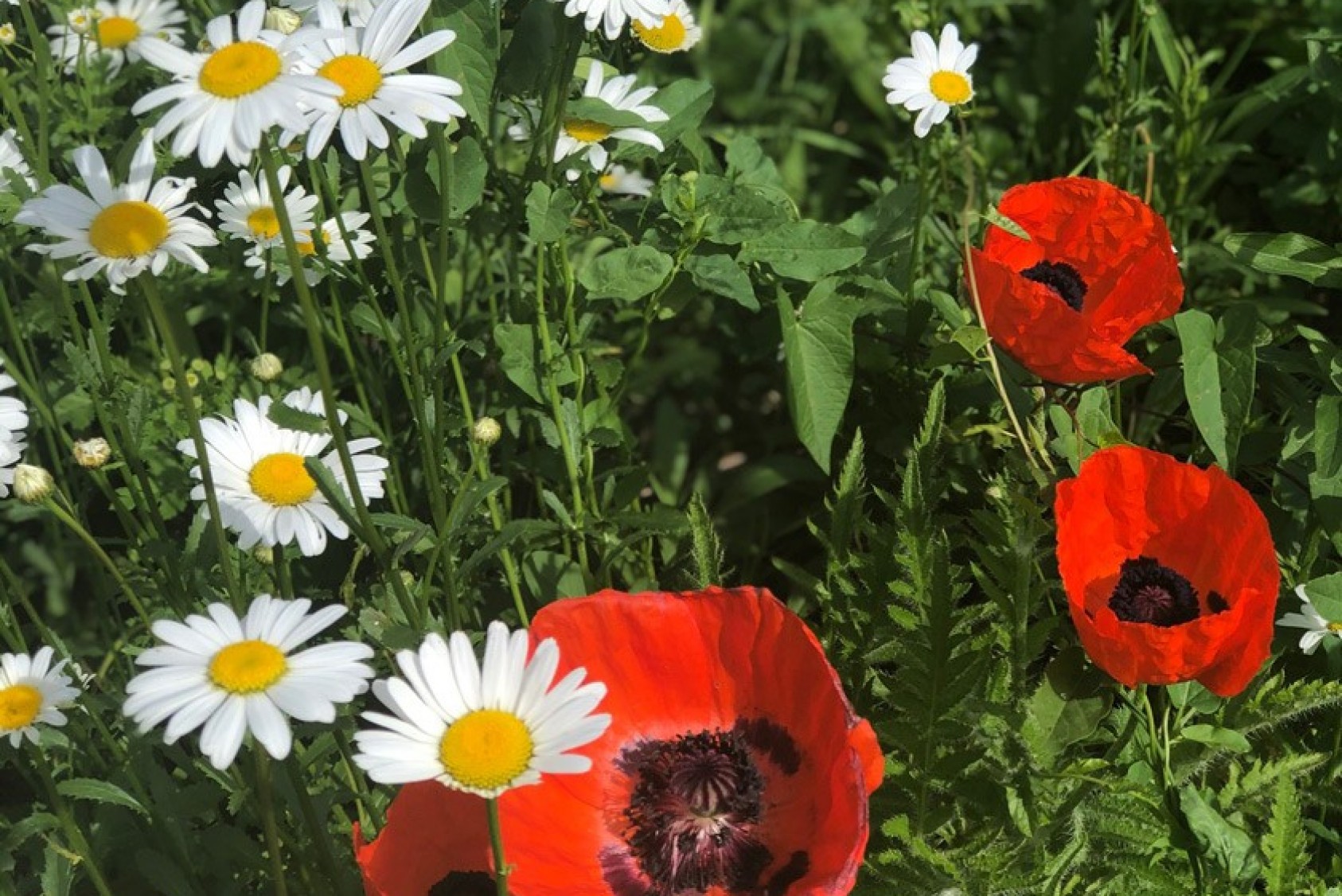 Half of Blake’s garden space is designated for pollinators and beneficial insects, including daisies and poppies.