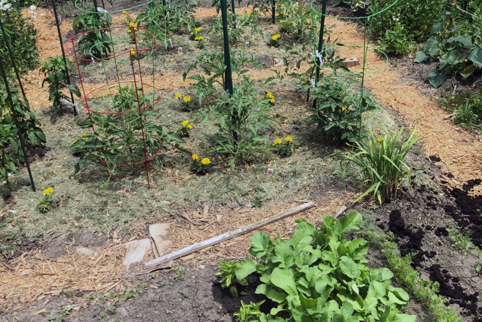 Blake’s garden in late May 2020, after transplanting