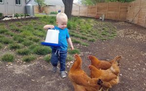 Ezra enjoys feeding the chickens.