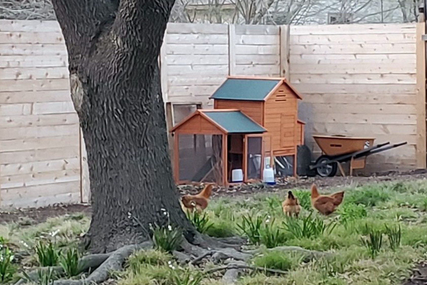 Chicken coop