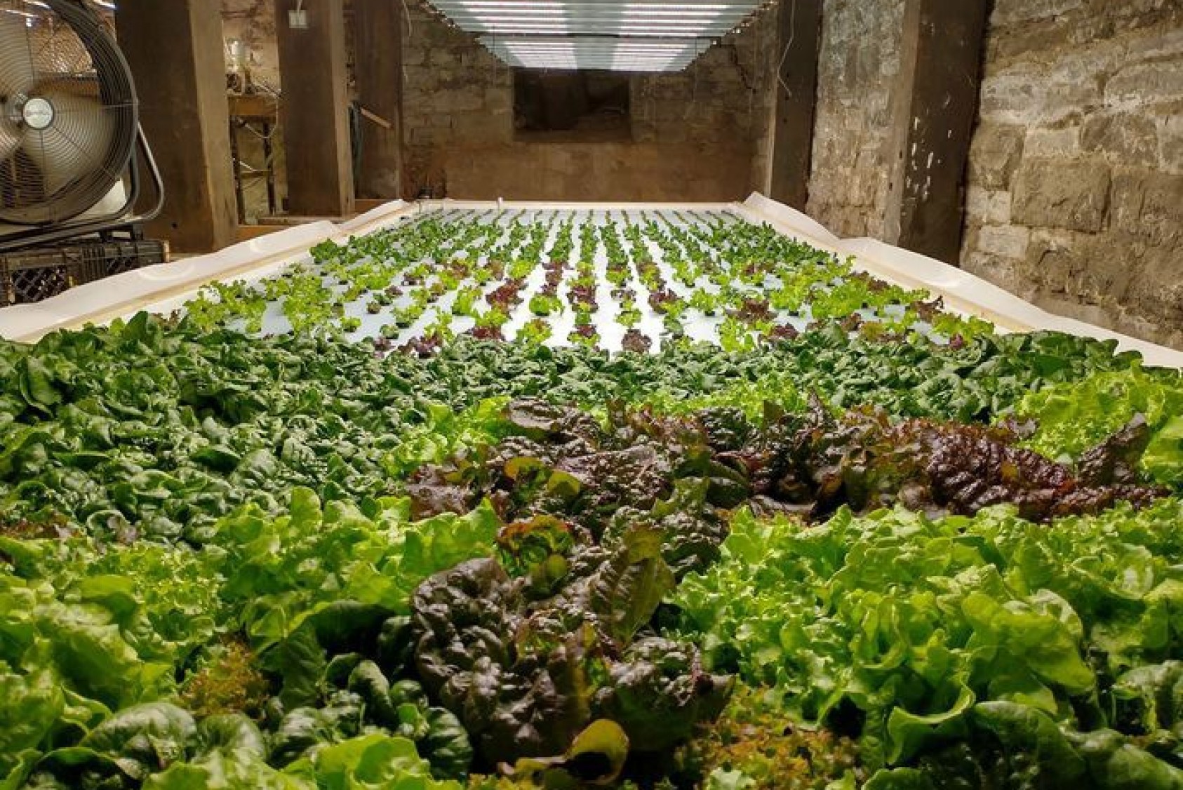 One of three growing beds in the hydroponic root cellar, which produces 150 pounds of produce per week