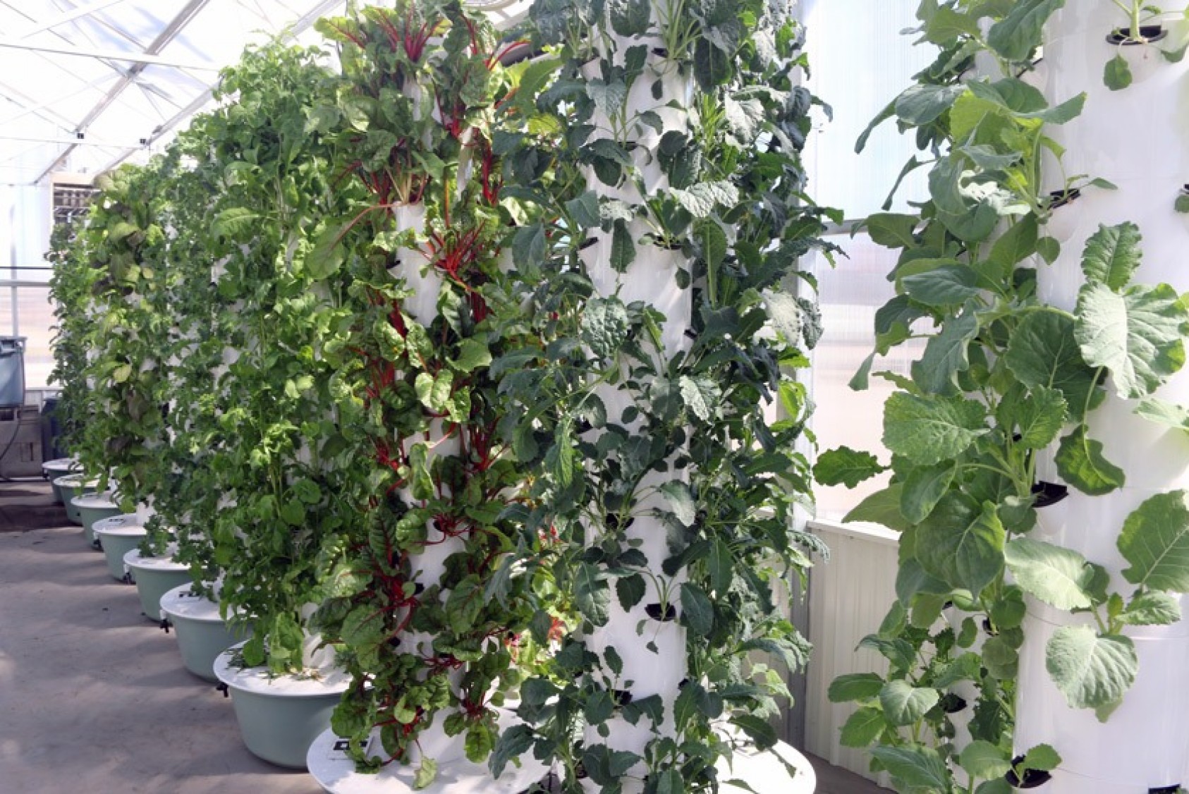 Aeroponic tower gardens in the greenhouse