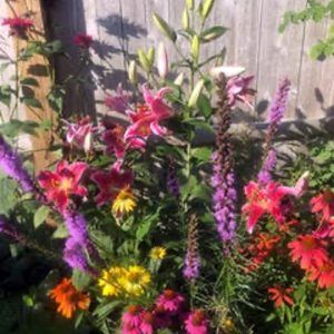 A summer day in Penny’s Martha's Vineyard garden is filled with stargazer lillies, liatris, cone flowers, and bee balm.