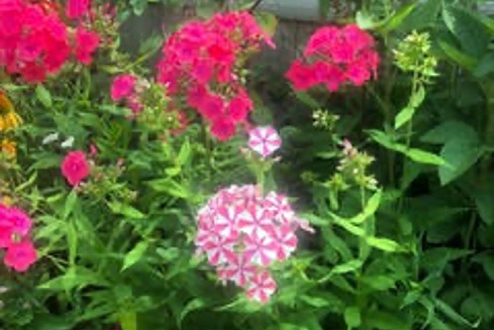 Cotton candy and pink phlox