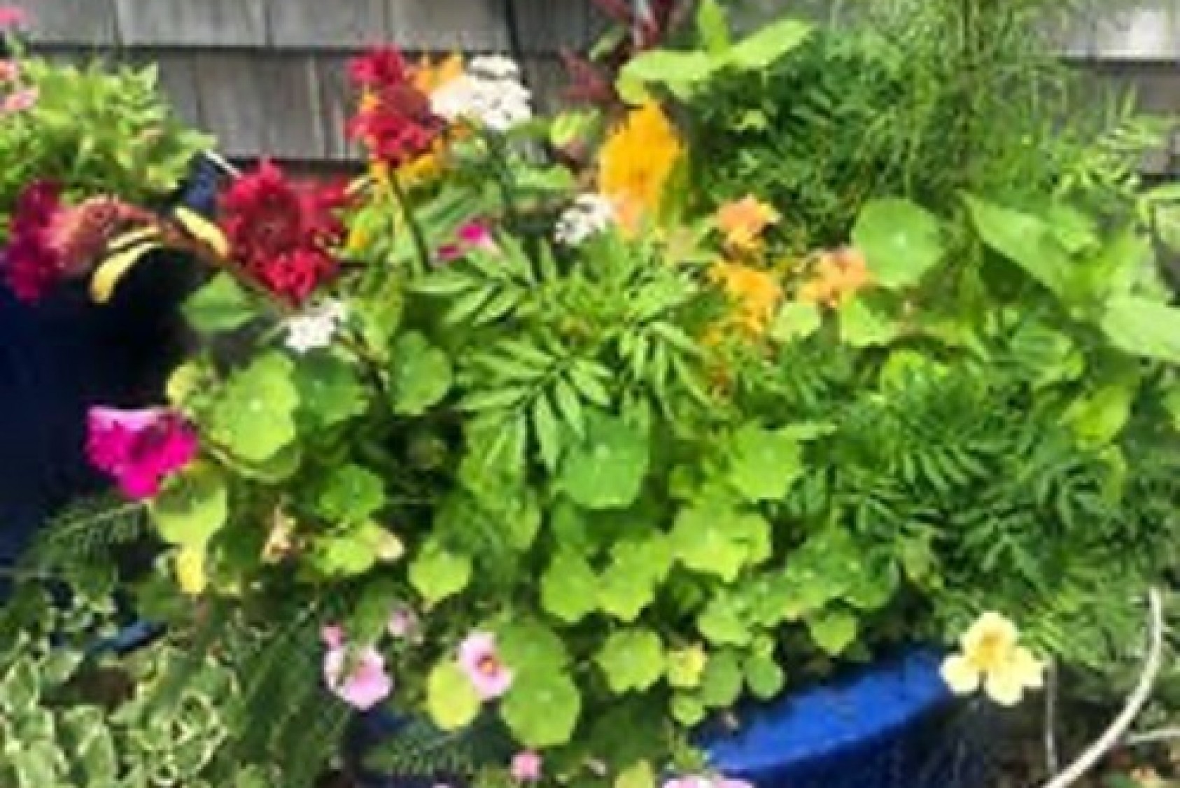 Container garden with celosia, petunias, nasturtium, and cosmos