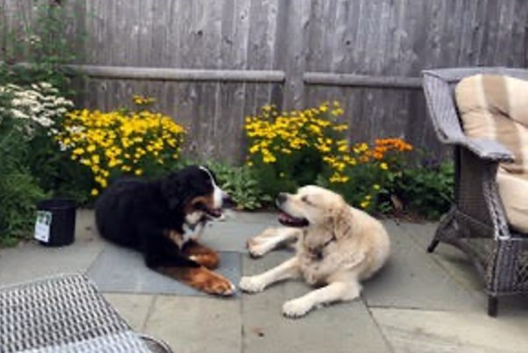 Lilly and Katie, Penny’s dogs, having a chat in the garden