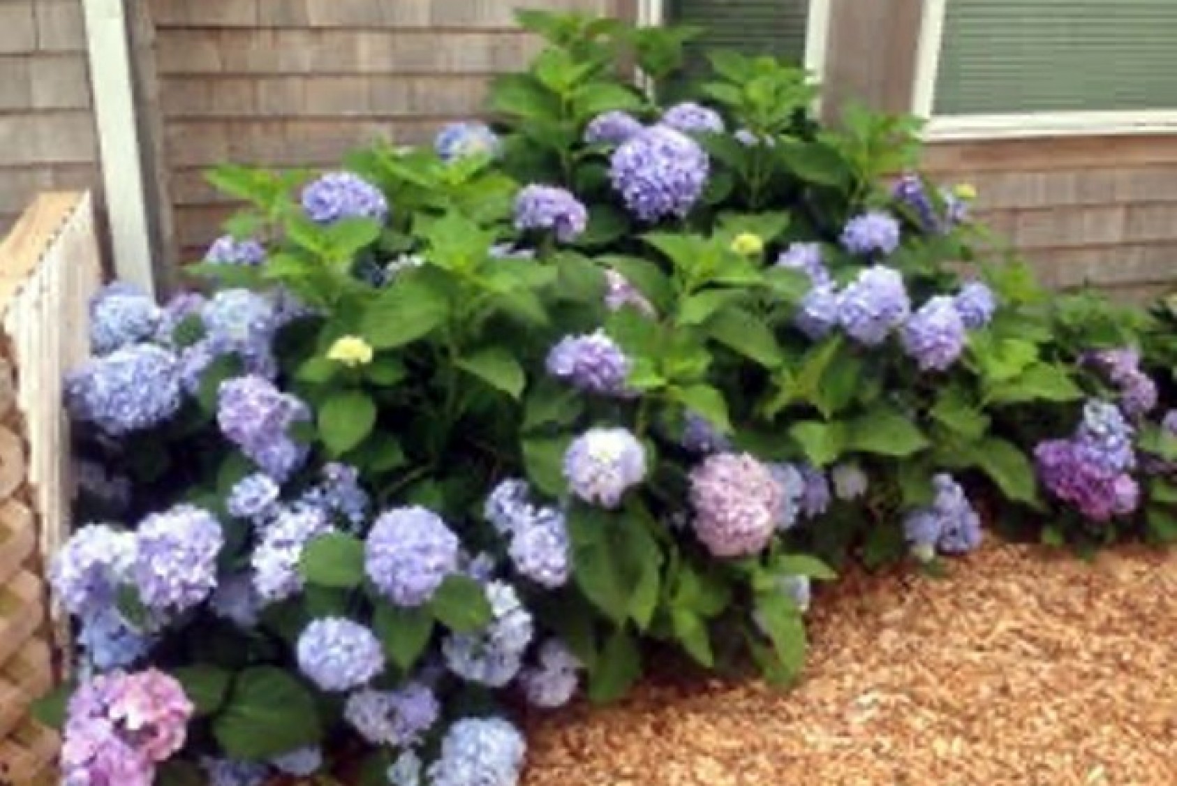 “We Vineyarders love our hydrangeas,” Penny says. “We can play with the soil to make the hydrangeas flower blue over pink.”