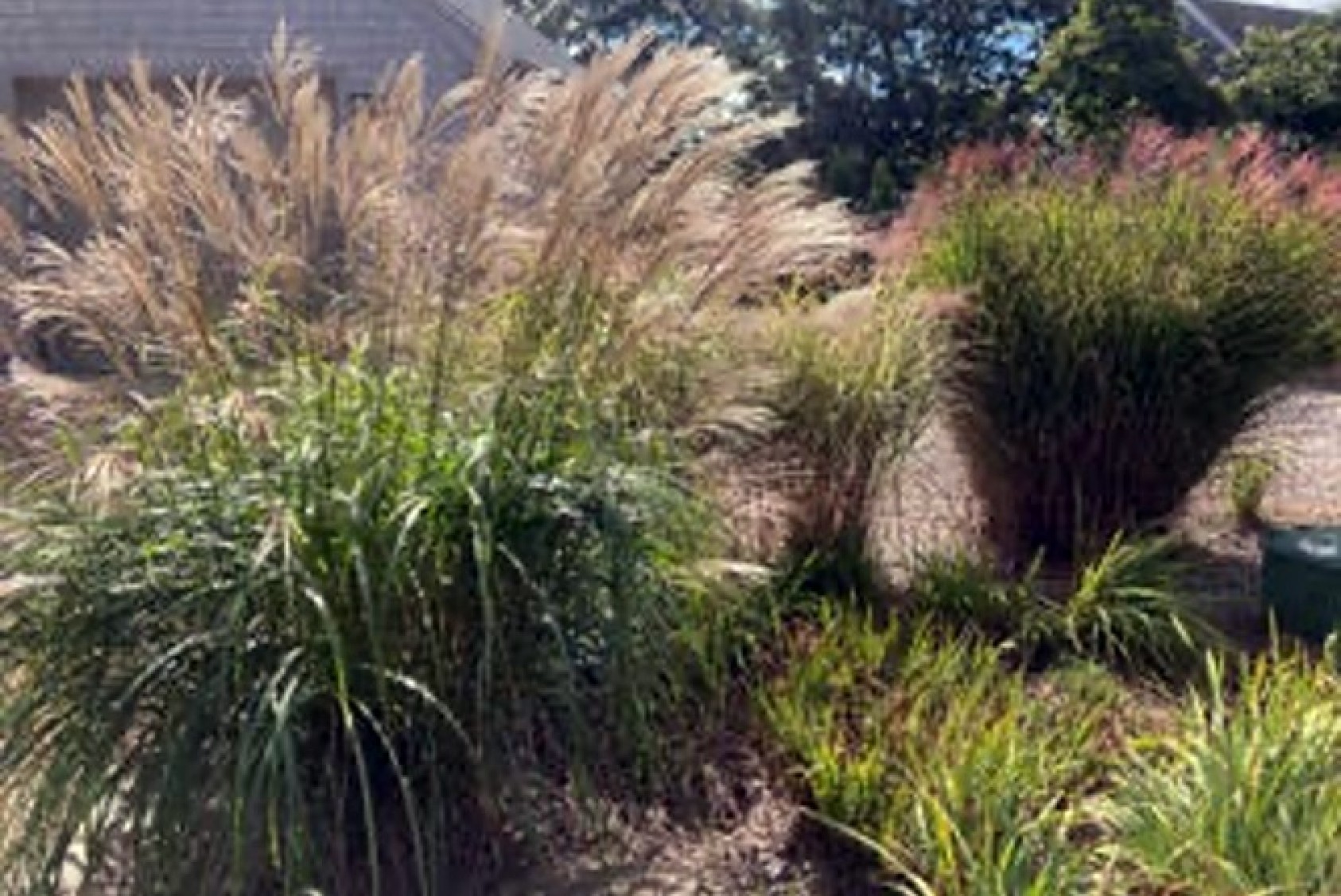 Penny also grows several varieties of grasses.