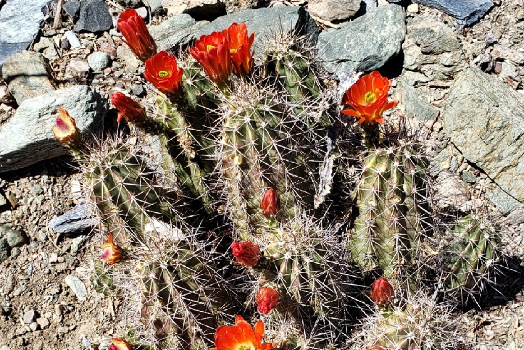 Opuntia basilaris, or beavertail prickly pear, is one of the more than 100 species of prickly pear cacti. “Both the fruit (tuna) and the nopal (paddle) are edible and used in various delicious dishes,” Rodo says.