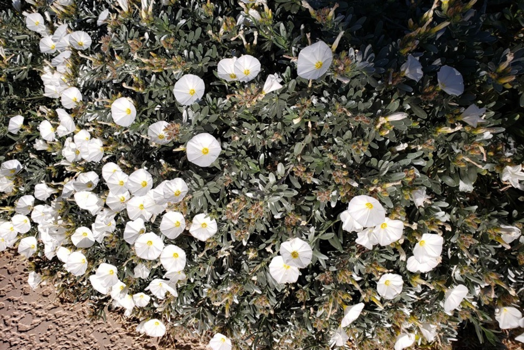 Conovolvulus, or silverbush or bindweed, found mostly in the coastal lands of Rodo’s old homeland, Montenegro, and other western Balkan countries