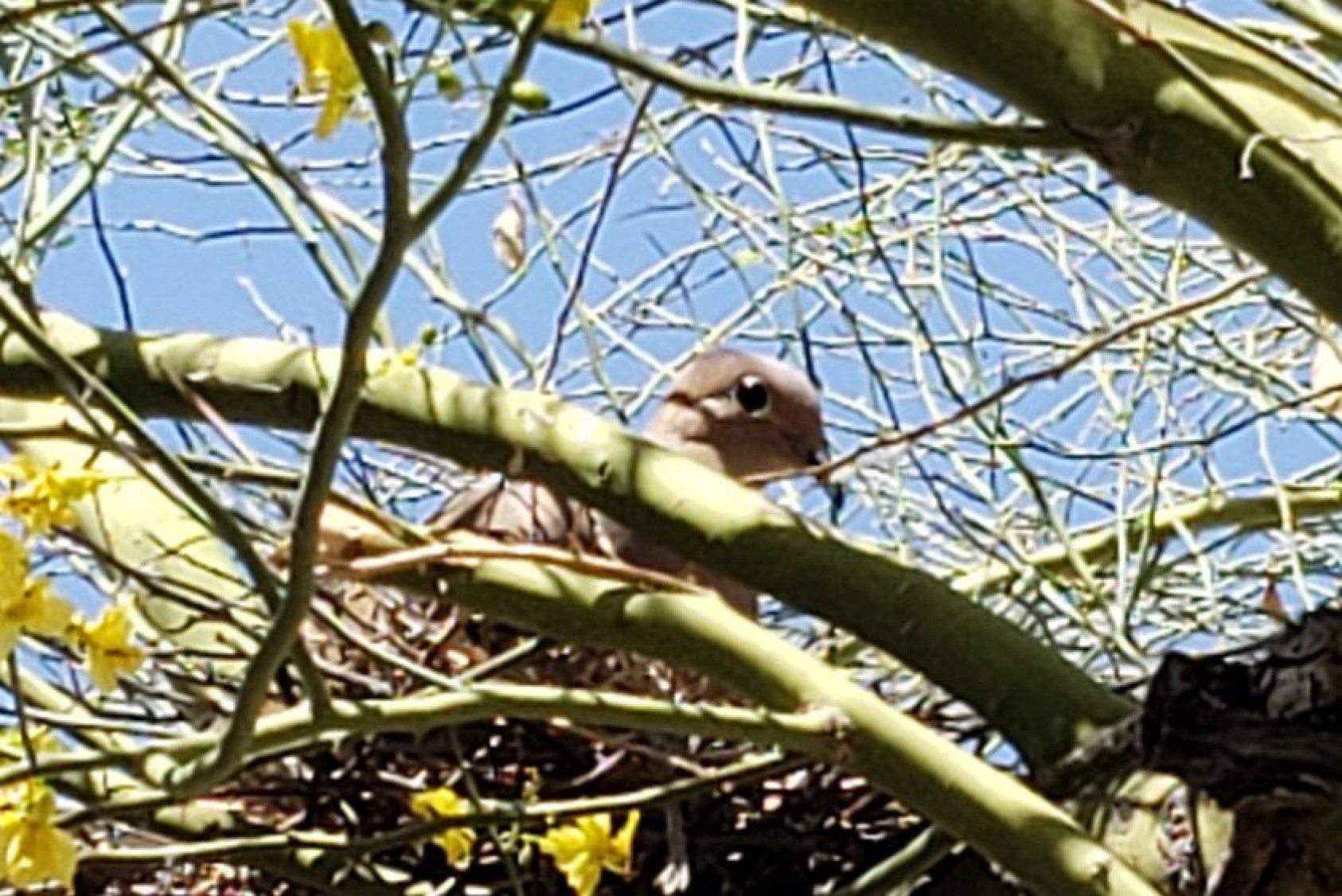 Bird nesting in a blue palo verde, the state tree of Arizona: “In the spring, it has bright yellow flowers for a short time. The flowers turn into hard-shelled seed pods—a great food source for rodents and birds,” Rodo says.