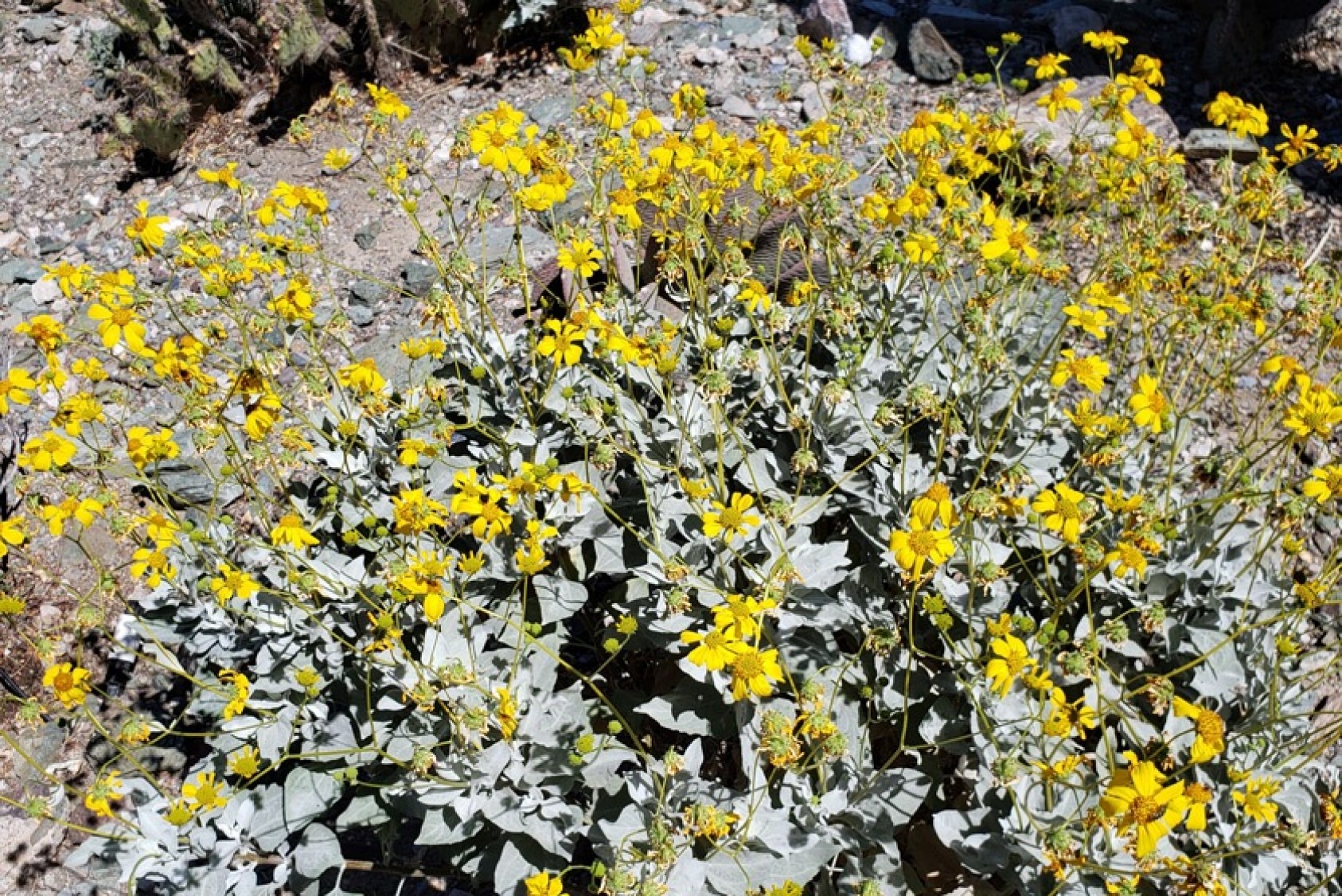 Encella farinose, or brittle bush, goes dormant in the summer heat. “It almost looks dead, but thick stems hold the water,” Rodo says. “Its sap is very sticky and was used as glue, chewing gum, incense, medicines, varnish, and other applications by indigenous peoples. It is very hard to get off your skin!”