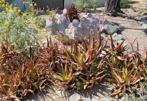 Aloe camaronii is another variety of agave. “It’s like a burst of fireworks in the typical green aloe party,” Rodo says.