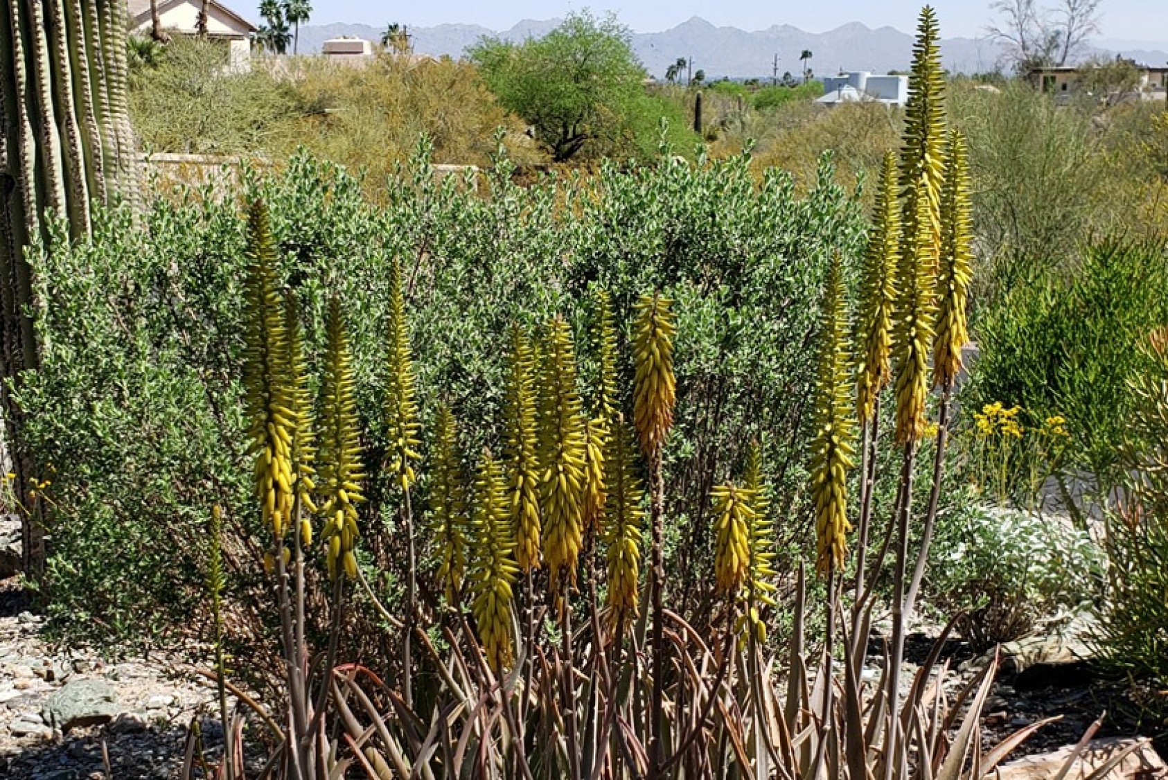 Flower buds of one of the numerous aloe vera, a succulent indigenous to the Arabian Peninsula. They look similar to the agave, which is indigenous to the Southwest/Mexico, but they are not related.