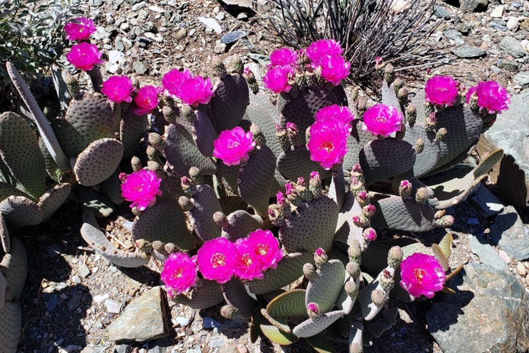 Echinocereus coccineus, one of many hedgehog cacti