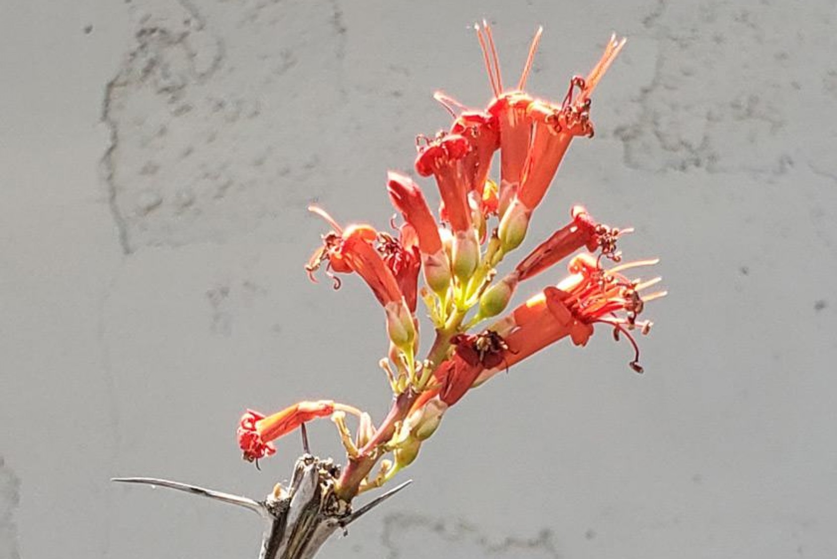 Fouquieria splendens, or ocotillo: “The long spiny stems are used for everything from fencing to medicines. The bright crimson flowers at the tip of the stems are also used for medicinal purposes and teas. When the sun hits it just right, the entire plant looks a cluster of lit candles,” Rodo says.