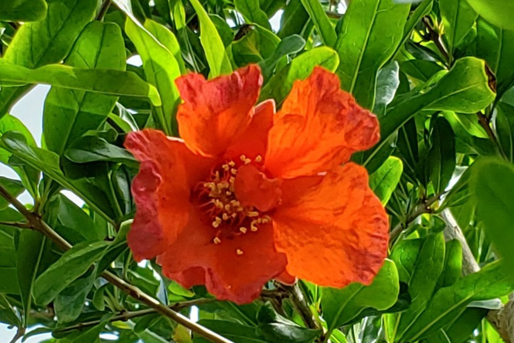 A pomegranate flower: “I still am impressed at how this tiny red flower grows into a huge, delicious, and nutritious fruit,” Rodo says.