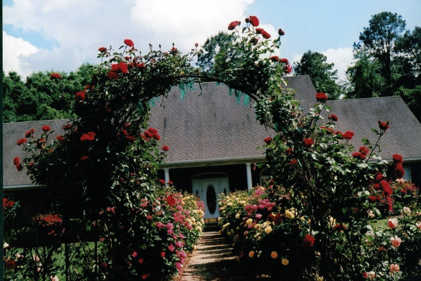 Red climbing Don Juan roses adorn the walkway to Seymour’s home.