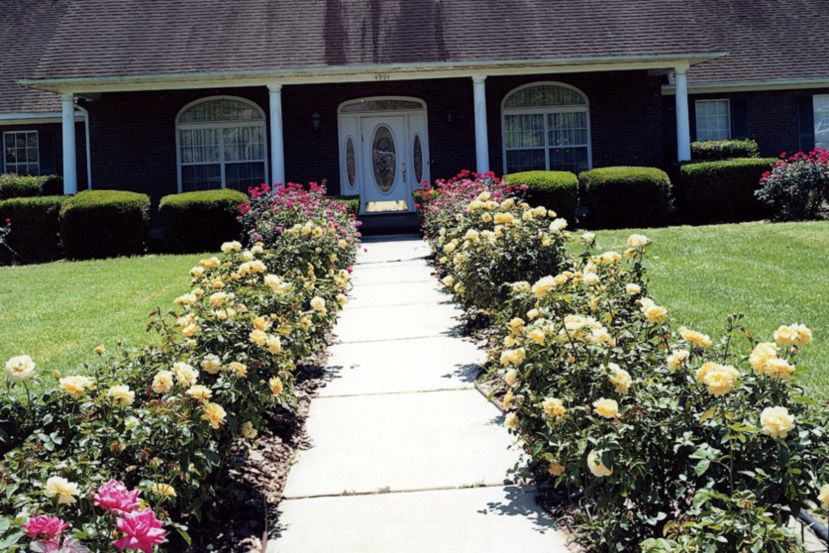 Yellow Julia Child roses in Seymour’s front yard