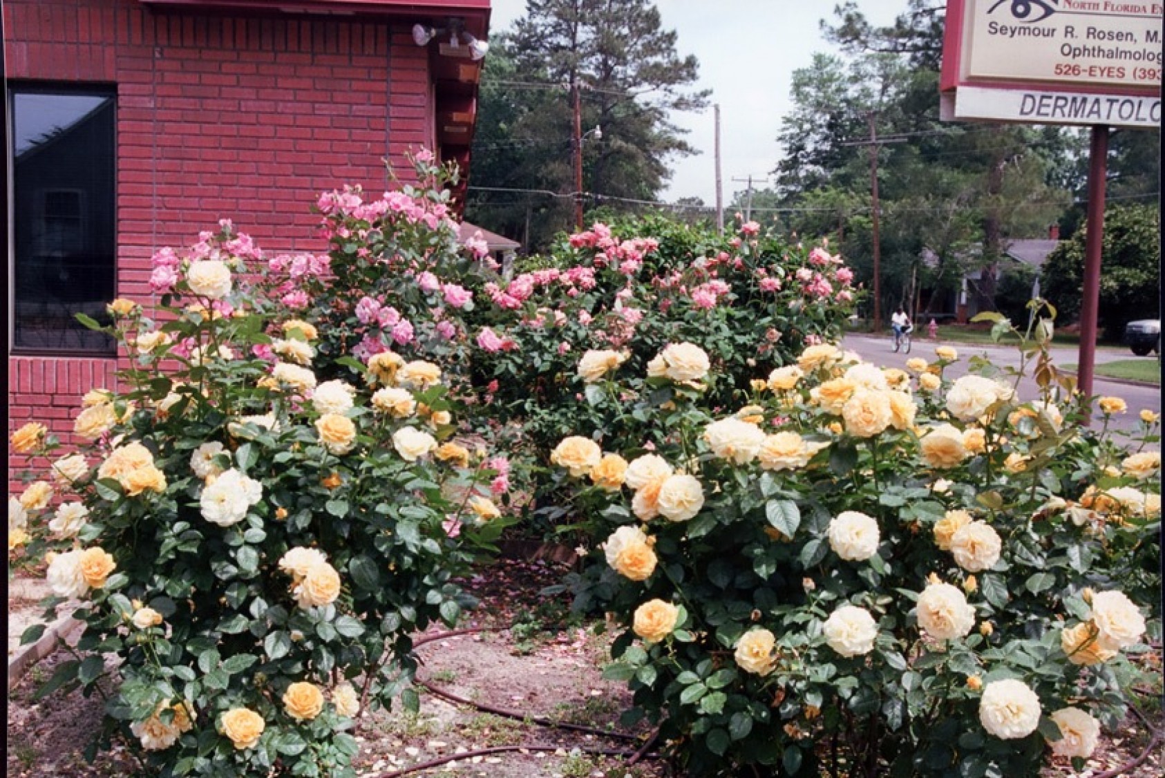 Roses in front of Dr. Seymour Rosen’s former office building