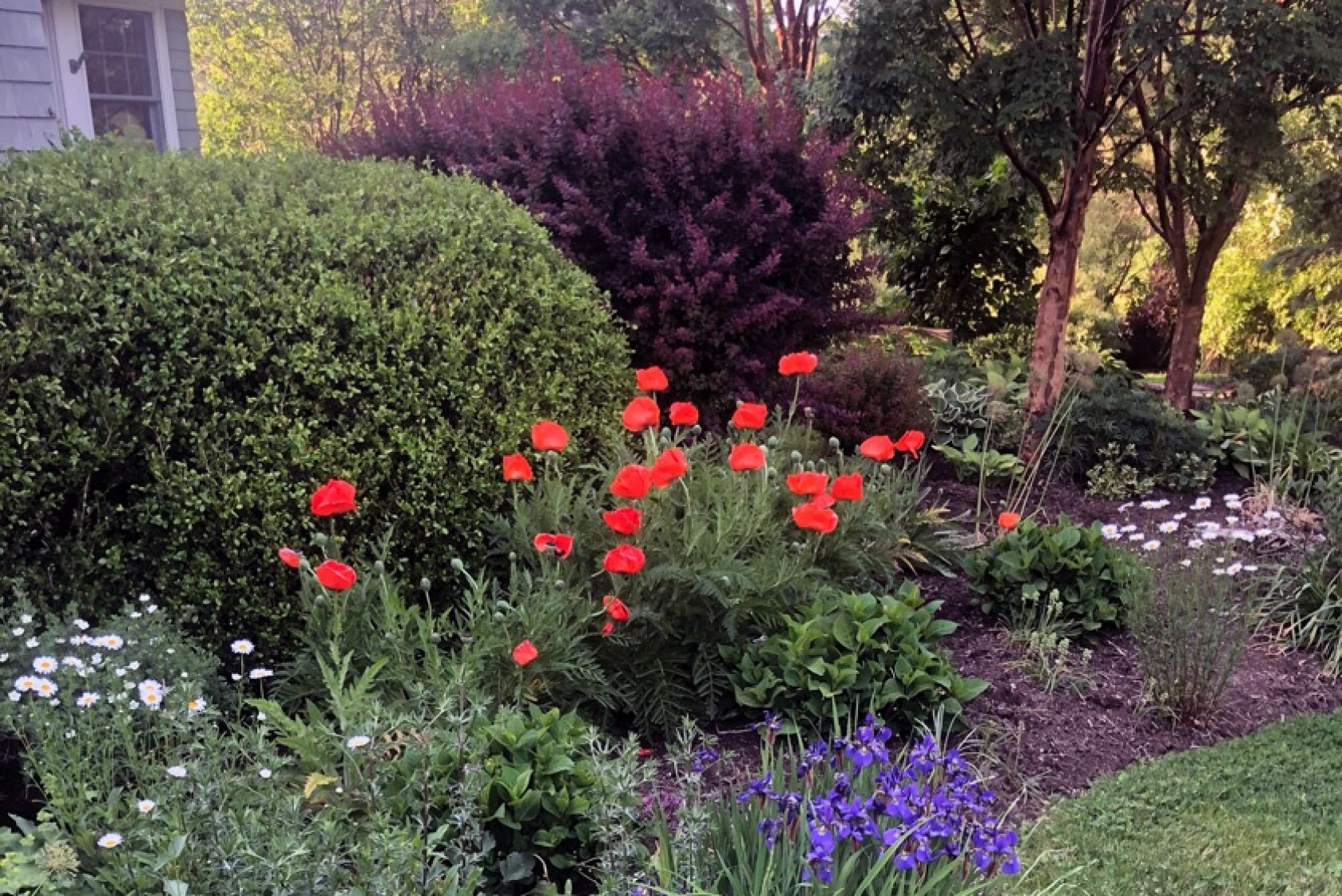 Poppies and iris galore. Fred has many favorites: “I have a wide array of alliums which remind me of my grandmother. I also enjoy our sea oats. I could go on and on,” he says.