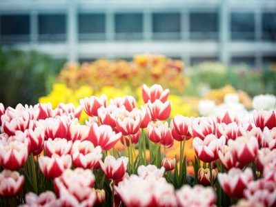 tulips on campus