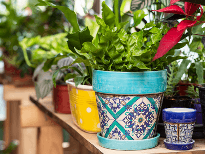 plants in colorful pots