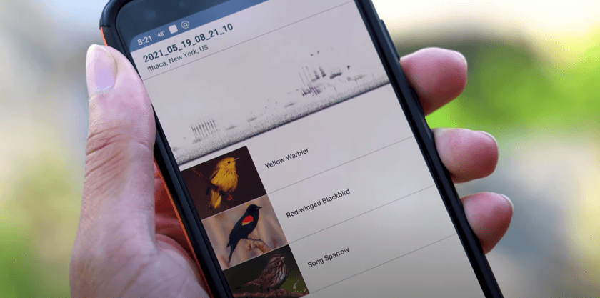 Merlin Bird ID app now identifies bird sounds - Alumni, parents, and