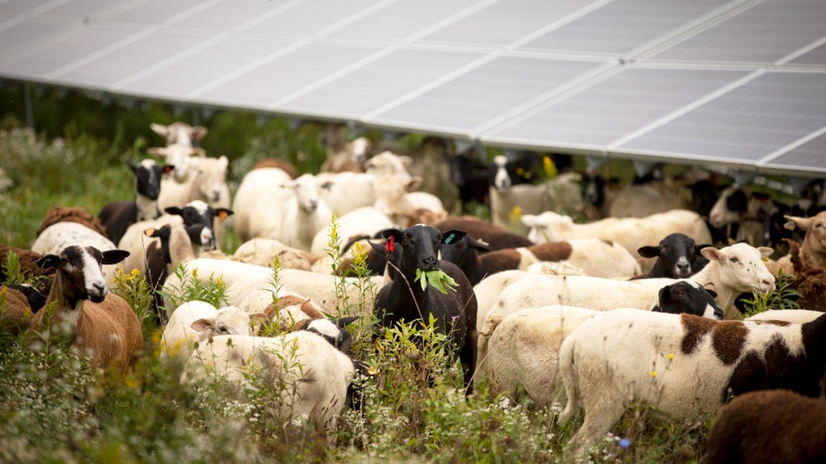 A herd of sheep graze under an industrial-scale solar array in Newfield, New York.
