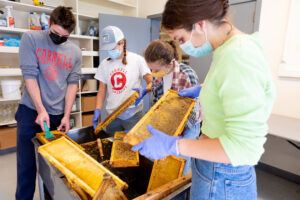 Club members Michael Dicpinigaitis ’24, Maddie Kaufman-Schiller ’25, Alyssa Craner ’24, and Cami Amendariz ’25 start the honey extraction process by removing the wax cappings from the frames. The club harvested over 20 gallons of honey this fall.
