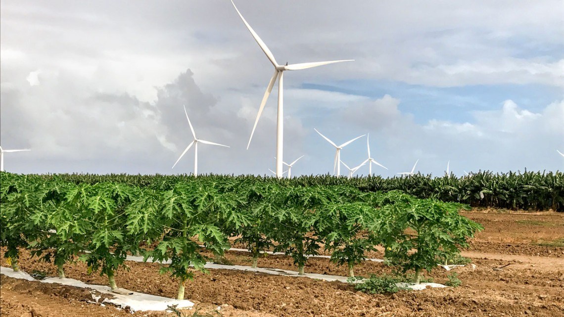 Papaya and plantains grow near a wind turbine in a southern Puerto Rico farm.