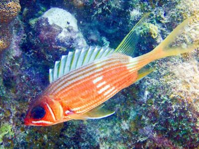 Longspine squirrelfish