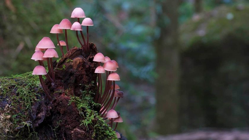 Photo of fungi by Steve Axford