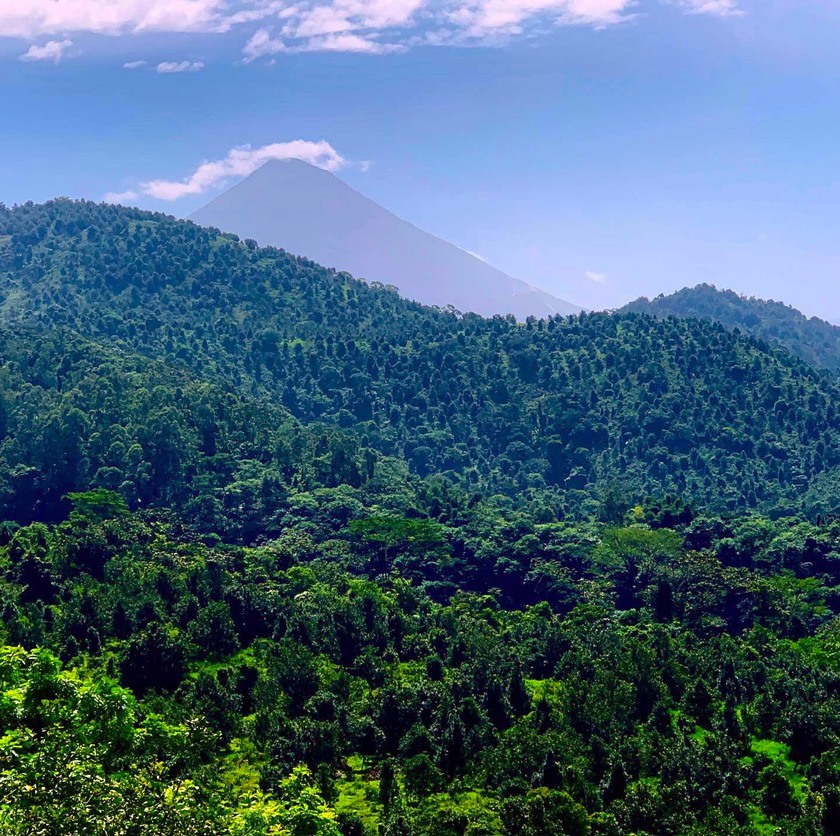 Coffee and macadamia fields with Santa Maria volcano in the background