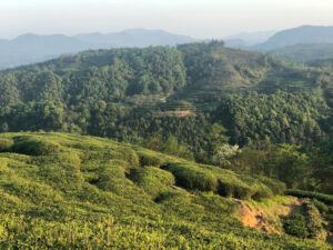 White Tea gardens on the coast of northern Fujian Province in China