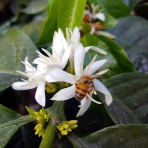 Bee pollinating a coffee flower. Henry says that the Culpan coffee farm maintains several bee hives and is planning to add more.