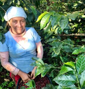 Woman picking coffee beans