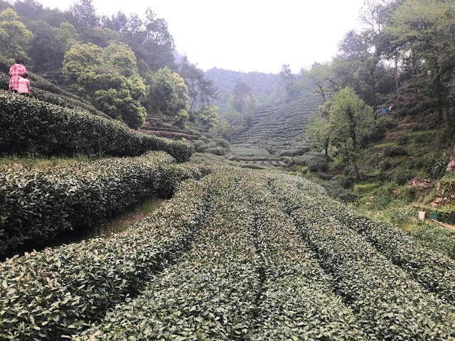 Famous green gardens outside of Hangzhou, China. Hangzhou is famous for its Lung Ching (aka Dragon Well), a spring tea with nutty flavors.