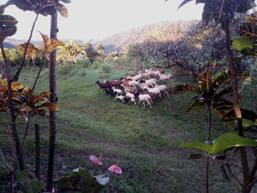 Pelibüey, a breed of hair sheep, grazing between macadamia trees and coffee bushes