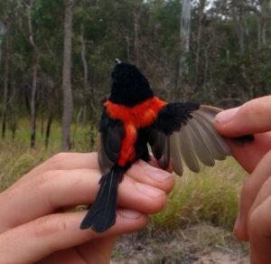 A male Red-backed Fairywren showing elaborate breeding plumage. Males display their bright red back feathers to attract females. Credit: Dr. Doug Barron