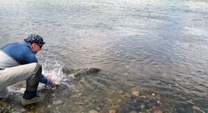 Nick releases a sea-trout